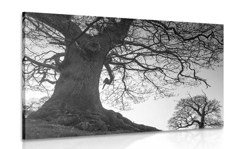 CANVAS PRINT SYMBIOSIS OF TREES IN BLACK AND WHITE - BLACK AND WHITE PICTURES - PICTURES