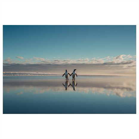 OBRAZ TUČŇÁCI NA KLIDNÉM POBŘEŽÍ - OBRAZY MOŘE A PLÁŽ - OBRAZY