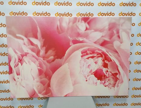 OBRAZ LUPÍNKY KVĚTU - OBRAZY KVĚTŮ - OBRAZY