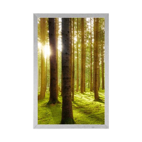 POSTER SONNIGER MORGEN IM WALD - NATUR - POSTER
