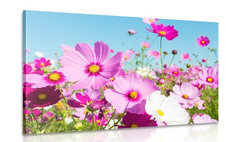 CANVAS PRINT MEADOW OF SPRING FLOWERS