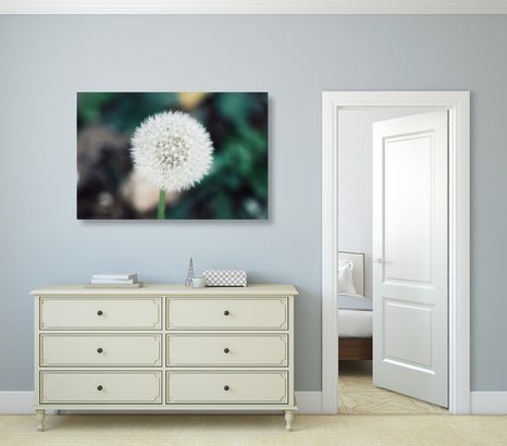 OBRAZ BÍLÁ NADÝCHANÁ PAMPELIŠKA - OBRAZY KVĚTŮ - OBRAZY