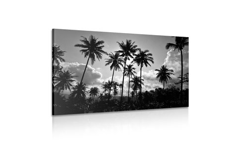 OBRAZ PALMY KOKOSOWE NA PLAŻY W WERSJI CZARNO-BIAŁEJ - OBRAZY CZARNO-BIAŁE - OBRAZY