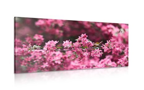 CANVAS PRINT DETAILED CHERRY BLOSSOMS - PICTURES FLOWERS - PICTURES