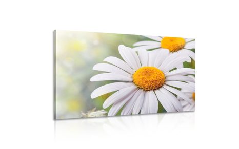 SLIKA CVET IVANJŠČICE - SLIKE ROŽ - SLIKE