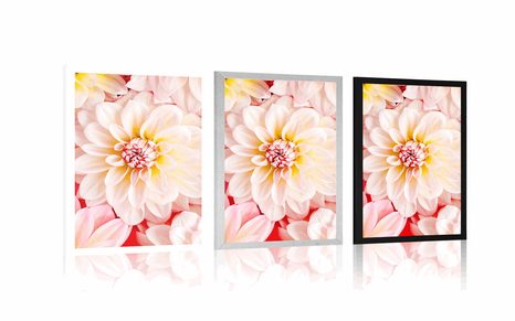 POSTER BLÜTEN DER DAHLIE IN PASTELLFARBEN - BLUMEN - POSTER