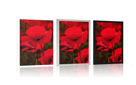 PLAKÁT POLE DIVOKÝCH MÁKŮ - KVĚTINY - PLAKÁTY