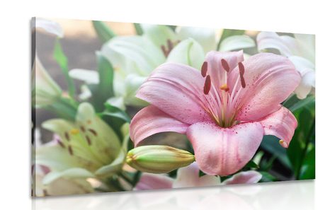 CANVAS PRINT BLOOMING LILIES IN THE GARDEN - PICTURES FLOWERS - PICTURES