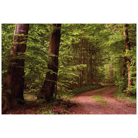 CARTA DA PARATI – BOSCO VERDE - CARTA DA PARATI NATURA - CARTA DA PARATI