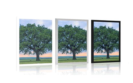 PLAKAT USAMLJENI HRAST - PRIRODA - PLAKATI