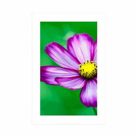 PLAKAT S PASPARTUOM VRTNI CVIJET URESNICA - CVIJEĆE - PLAKATI