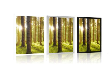 POSTER SONNIGER MORGEN IM WALD - NATUR - POSTER