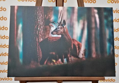 SLIKA JELEN V BOROVEM GOZDU - SLIKE ŽIVALI - SLIKE