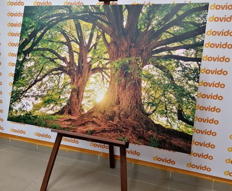 КАРТИНА НА ПЛАТНО – ВЕЛИЧЕСТВЕНИ ДЪРВЕТА - КАРТИНИ НА ПРИРОДАТА И ПЕЙЗАЖИ - КАРТИНИ