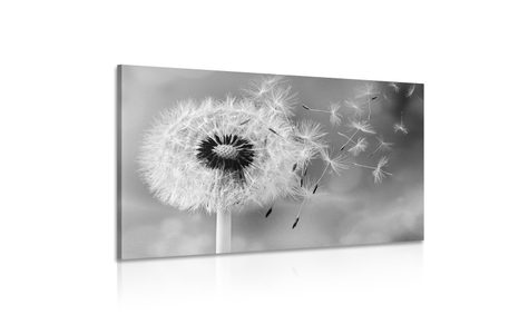 WANDBILD BEZAUBERNDER LÖWENZAHN IN SCHWARZ-WEISS - SCHWARZ-WEISSE BILDER - BILDER