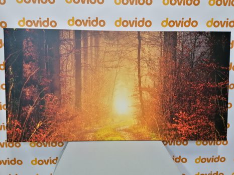 OBRAZ SVĚTLO V LESE - OBRAZY PŘÍRODY A KRAJINY - OBRAZY