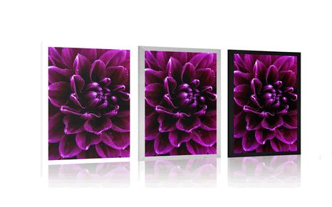 PLAGÁT PURPUROVO-FIALOVÝ KVET - KVETY - PLAGÁTY