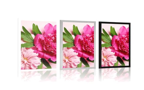 PLAKÁT PIVOŇKY V RŮŽOVÉ BARVĚ - KVĚTINY - PLAKÁTY