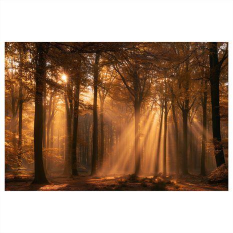 TABLEAU SUR TOILE – RAYONS DORÉS DANS LA FORÊT - TABLEAUX FORÊT - TABLEAUX