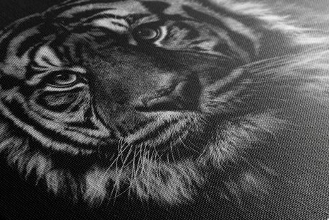 WANDBILD TIGER IN SCHWARZ-WEISS - SCHWARZ-WEISSE BILDER - BILDER