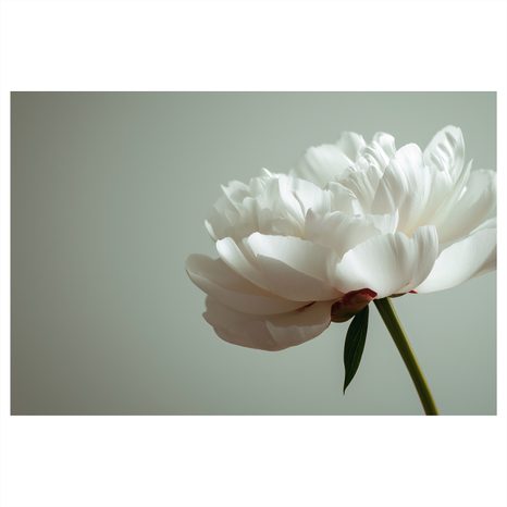 OBRAZ NĚŽNÁ BÍLÁ PIVOŇKA - OBRAZY KVĚTŮ - OBRAZY