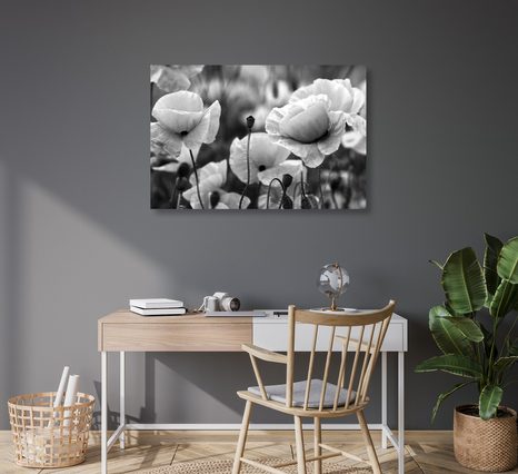 PIPACSOK A RÉTEN FEKETE FEHÉRBEN - FEKETE-FEHÉR KÉPEK - KÉPEK