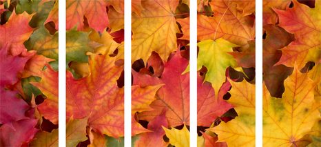 5-DÍLNÝ OBRAZ LISTY PODZIMU - OBRAZY ZÁTIŠÍ - OBRAZY