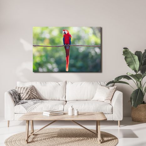 OBRAZ PESTROBAREVNÝ PAPOUŠEK V DŽUNGLI - OBRAZY PTÁCI - OBRAZY