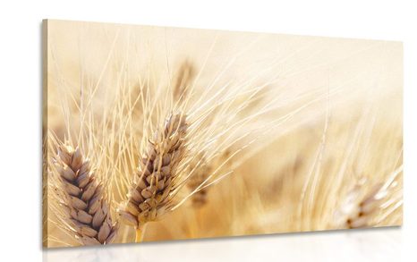 CANVAS PRINT WHEAT FIELD - PICTURES OF NATURE AND LANDSCAPE - PICTURES