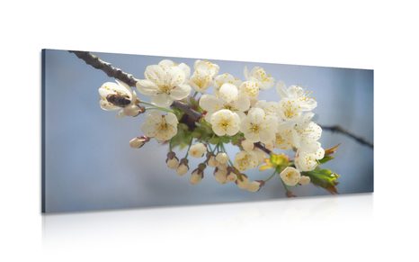 CANVAS PRINT BLOSSOMING CHERRY BRANCH - PICTURES FLOWERS - PICTURES