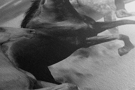 OBRAZ STÁDO KONÍ V ČERNOBÍLÉM PROVEDENÍ - ČERNOBÍLÉ OBRAZY - OBRAZY