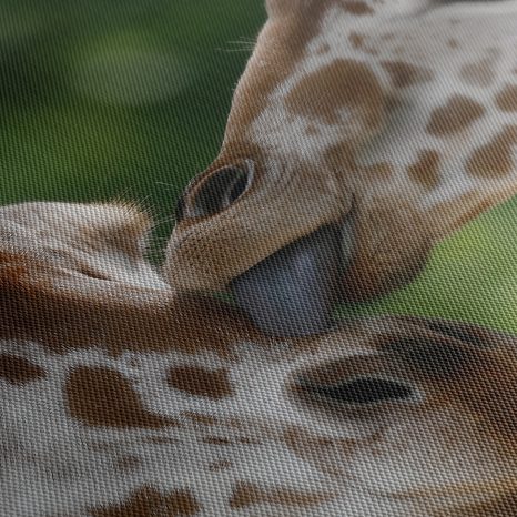 OBRAZ NĚŽNÝ DOTEK ŽIRAF - OBRAZY ZEBRY A ŽIRAFY - OBRAZY