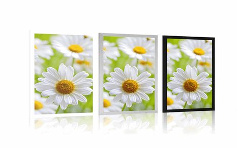 POSTER – PRATO PRIMAVERILE PIENO DI FIORI - FIORI - POSTER