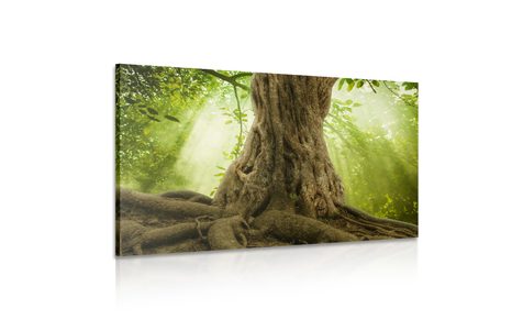 SLIKA KROŠNJA DREVESA - SLIKE NARAVE IN POKRAJINE - SLIKE