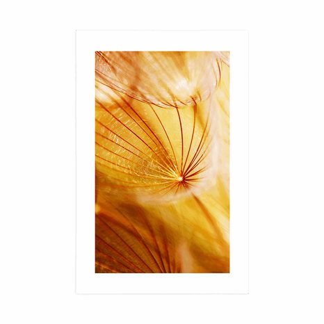 POSTER MIT PASSEPARTOUT PUSTEBLUME IM SCHÖNEN DESIGN - POSTER