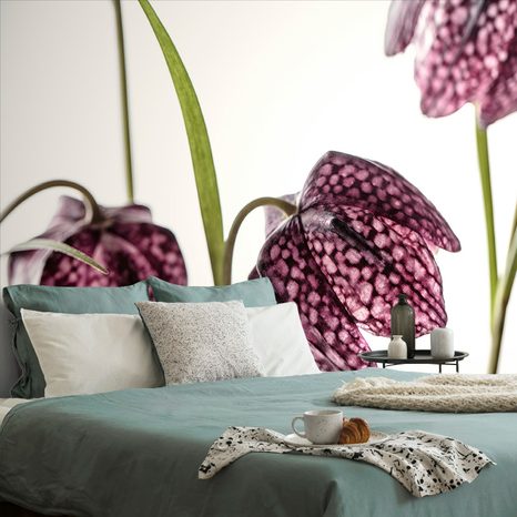 FOTOTAPETA ŠACHOVNICOVÝ KVĚT - TAPETY KVĚTINY - TAPETY