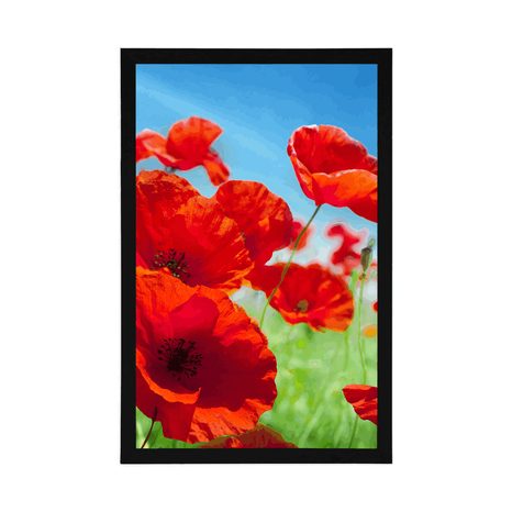 PLAKÁT KVĚTINY MÁKU NA LOUCE - KVĚTINY - PLAKÁTY