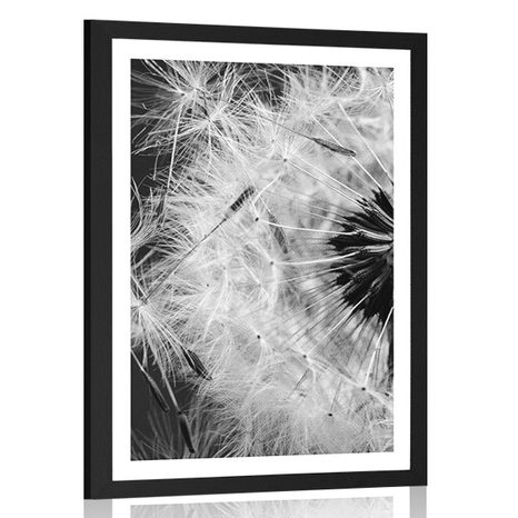 POSTER WITH MOUNT DANDELION SEEDS IN BLACK AND WHITE - BLACK AND WHITE - POSTERS