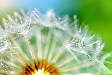 SAMOLEPÍCÍ TAPETA NÁDHERNÝ DETAIL PAMPELIŠKY - SAMOLEPÍCÍ TAPETY - TAPETY