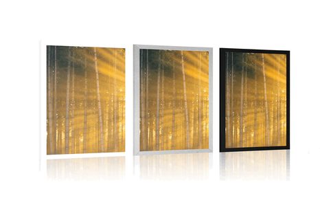 PLAKAT SUNCE IZA STABALA - PRIRODA - PLAKATI