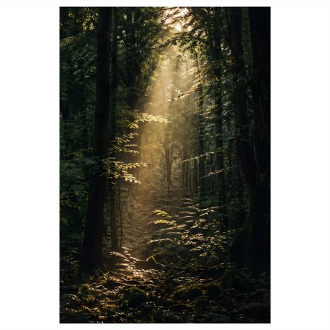 CANVASTAVLA SOLSTRÅLAR I DJUP SKOG - TAVLOR MED SKOG - TAVLOR