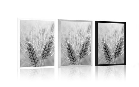 POSTER WHEAT FIELD IN BLACK AND WHITE - BLACK AND WHITE - POSTERS