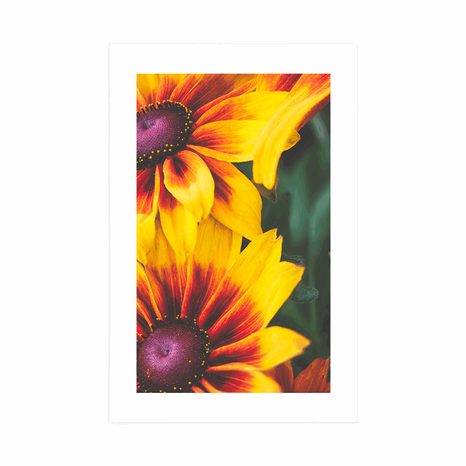 POSTER – FIORI BICOLORI ATTRAENTI - FIORI - POSTER