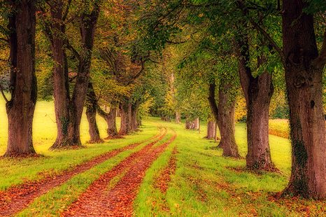 WALL MURAL TRAIL THROUGH THE AUTUMN FOREST - WALLPAPERS NATURE - WALLPAPERS