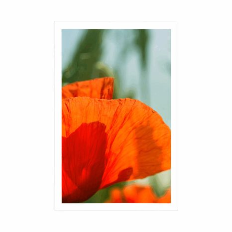 PLAKÁT ČERVENÝ MÁK - KVĚTINY - PLAKÁTY