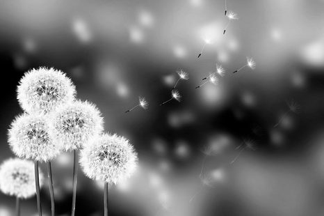 TAPETA ČERNOBÍLÁ NADÝCHANÁ PAMPELIŠKA - ČERNOBÍLÉ TAPETY - TAPETY