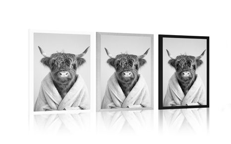 POSZTER TEHÉN KÖNTÖSBEN - BIVALYOK - POSZTEREK