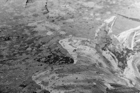 OBRAZ MALOVANÉ PIVOŇKY V MODERNÍM ČERNOBÍLÉM PROVEDENÍ - ČERNOBÍLÉ OBRAZY - OBRAZY