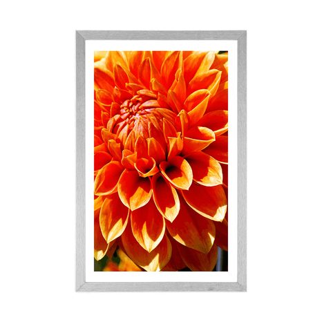 PLAKAT S PASPARTUOM NARANČASTA DALIJA - CVIJEĆE - PLAKATI