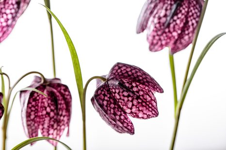 FOTOTAPETA ŠACHOVNICOVÝ KVĚT - TAPETY KVĚTINY - TAPETY